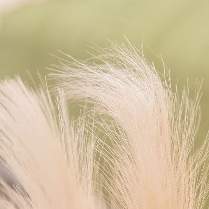 Faux Pampas Grass Hanging Natural